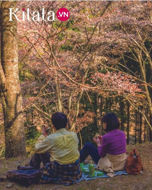 ngắm hoa anh đào ở núi yoshino ngắm hoa anh đào ở núi yoshino